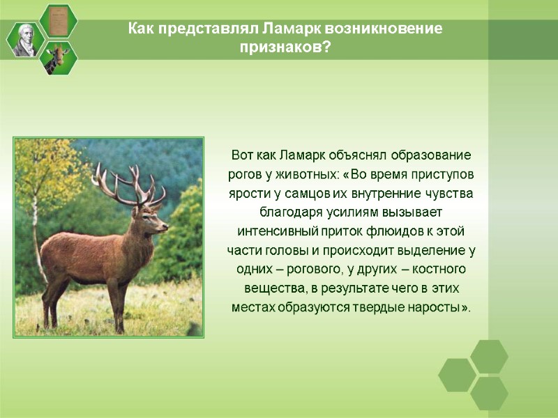 Как представлял Ламарк возникновение признаков? Вот как Ламарк объяснял образование рогов у животных: «Во